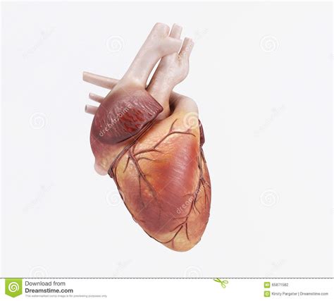 Coeur humain sain illustration stock. Illustration du science - 65871582