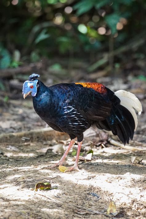 Marvelous Malaysian Peacock Pheasant At Taman Negara