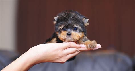 13 Cutest Teacup Puppy Breeds In The World With Images Teacup