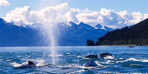 7 Best Things To Do In Juneau Alaska