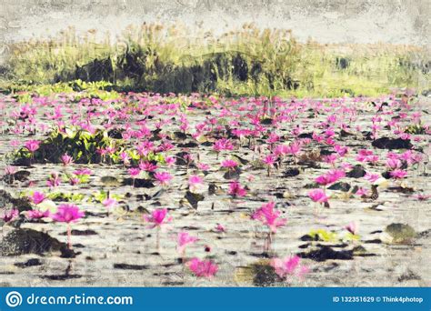 The Sea Of Red Lotus At Nong Han Lake National Park Udon Thani Stock