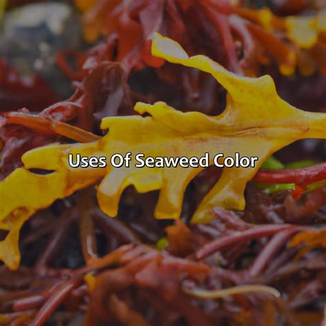 What Color Is Seaweed