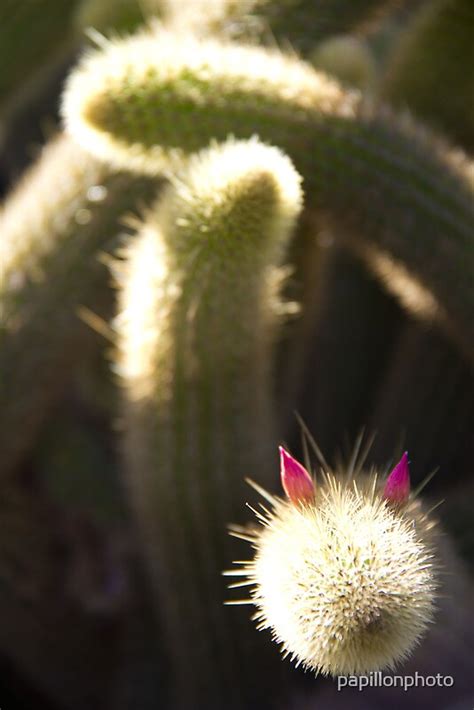 Pussy Cat Cactus By Papillonphoto Redbubble