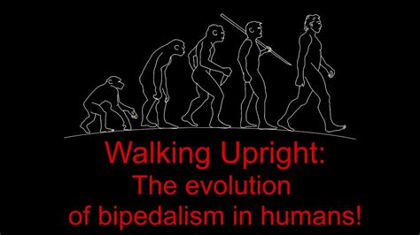 Walking Upright The Evolution Of Bipedalism In Humans Youtube