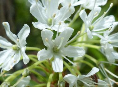 Lotus tea, or lotus flower tea, is made from any combination of leaves, flowers, seeds, or even roots of the mystical lotus. Labrador Tea: Pictures, Flowers, Leaves and Identification ...