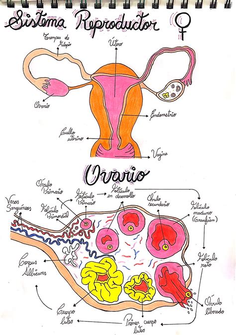 Sistema Reproductor Femenino Sistema Reproductor Femenino Sistema