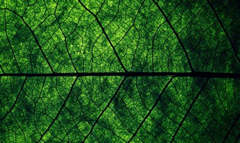 Free Photo Green Leaves Texture Closeup Green Leaf Free Download