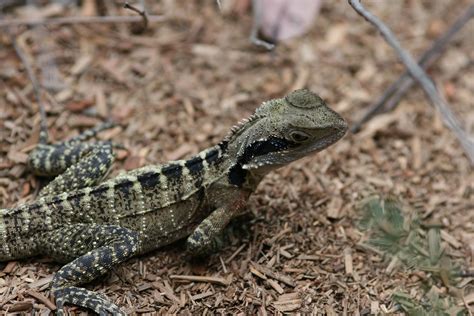 Eastern Dragon Lizard Australian Reptile Park Gosford Nsw Why I