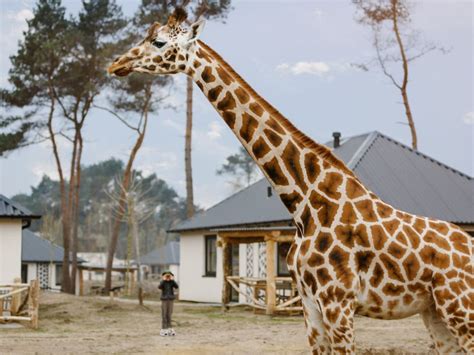 Monsieur cannibale, met dat herkenbare liedje, draait nog tot na de zomer. 5 tips voor een vakantie in Noord-Brabant - Campingtrend