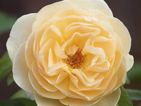 Which Scented Roses To Plant In The Garden Saga