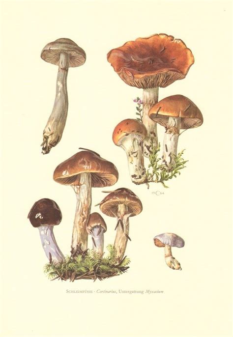 Cortinar Or Webcap Mushrooms Vintage Lithograph Mycology Botany