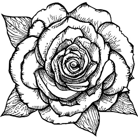 Rose Flowers Coloring Page Creative Fabrica