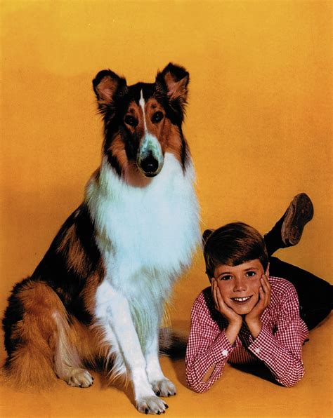 Jon Provost Coming To Allentown Tells Why He Quit Lassie The