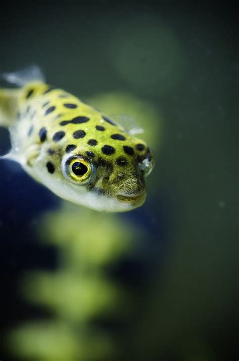 Mengenal Green Spotted Puffer Si Ikan Buntal ~ Aquascape Batang