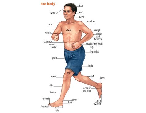 Body Noun Definition Pictures Pronunciation And Usage Notes