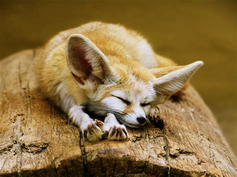 Fennec Fox Cute Ears Sleeping Sahara Desert Algeria Africa