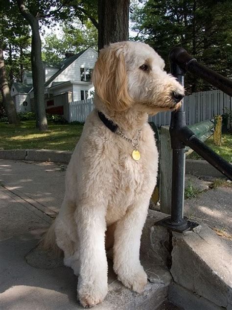The truth is that the doodle is a developing breed, just like the hundreds of dog breeds that have come before them. Goldendoodle Grooming - 5 Best Tips On How To Groom A Goldendoodle | Goldendoodle haircuts ...