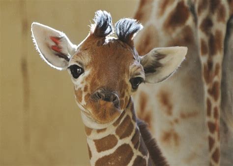 10 Cutest Zoo Babies Of 2012