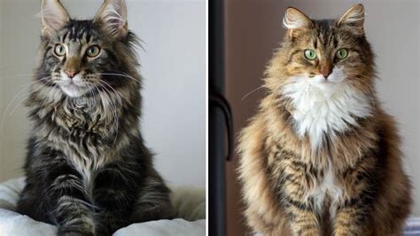 Norwegian Forest Cat Size Comparison