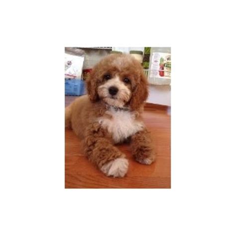 This post may contain affiliate links. Cpuppies.Com, Cockapoo Breeder in New Carlisle, Ohio