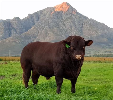 Sussex Cattle South Africa