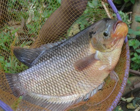Ikan koi menjadi salah satu ikan hias terpopuler dan peminat yang cukup banyak di indonesia, pusat perkembangan ikan koi terbesar saat ini ada di blitar. Cara Budidaya Ikan Gurame? Lengkap, Baca Disini