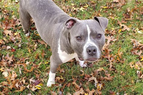 Top 10 Blue Nose Pitbull Mix With American Pitbull You Need To Know