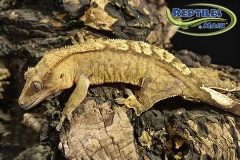 Crested Gecko Care Sheet Reptiles By Mack