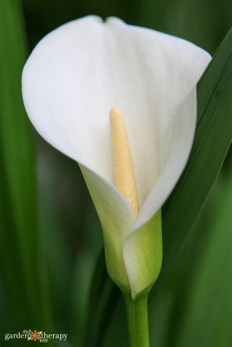 Growing Guide The Elegant And Unique Calla Lily Garden Therapy