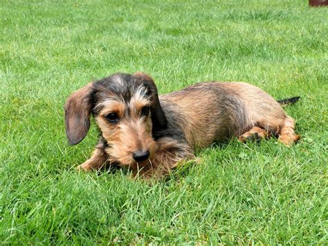 Grooming Long Haired Dachshunds The Essential Guide With Photos