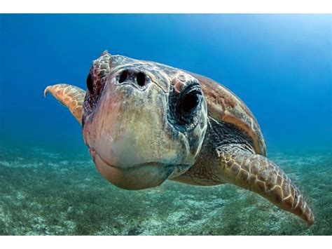 Nel residence luna di ponente a lampedusa potrai vivere un indimenticabile soggiorno immerso nella pace e nel verde a soli 300 metri dalla meravigliosa isola dei conigli. L'isola dei Conigli a Lampedusa si trova nella zona sud ...