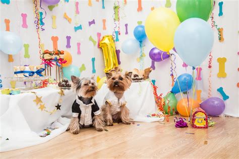 How To Celebrate Your Dogs Birthday The Upper Pawside