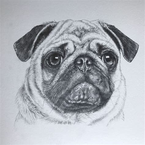 Pug Pencil Drawing Dog Portraits Art Pug Art Pets Drawing