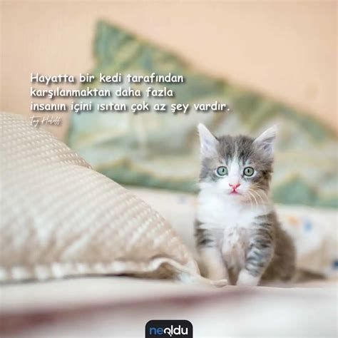 Kedi Sözleri En Büyük Dostumuz Kedilerle İlgili Sözler