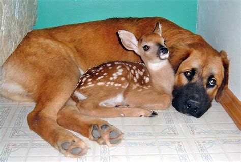 11 Unusual Animal Friendships That Prove True Love Is Blind