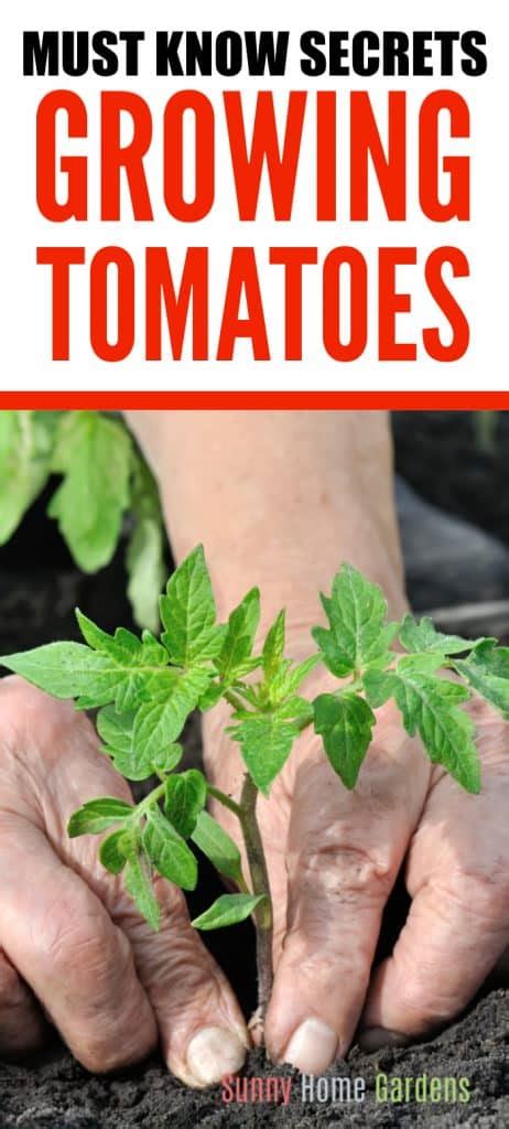 Best Tomato Growing Tips And Secrets To Better Tomatoes Sunny Home