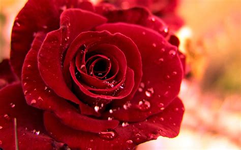 Flower Life Love Purple Rose Dewdrop Rose Red The