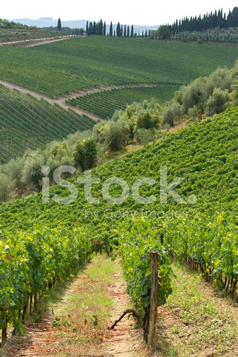 Vineyards And Olive Groves In A Tuscan Landspae Stock Photo Royalty
