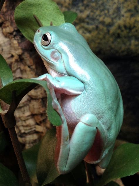 A Young Whites Tree Frog At Northampton Reptile Centre A Very