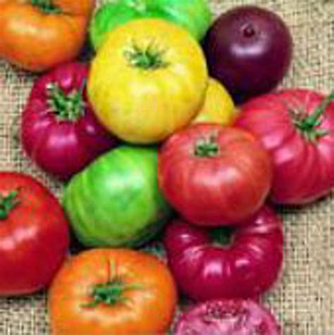 Beefsteak Rainbow Mix Tomato Seeds Etsy