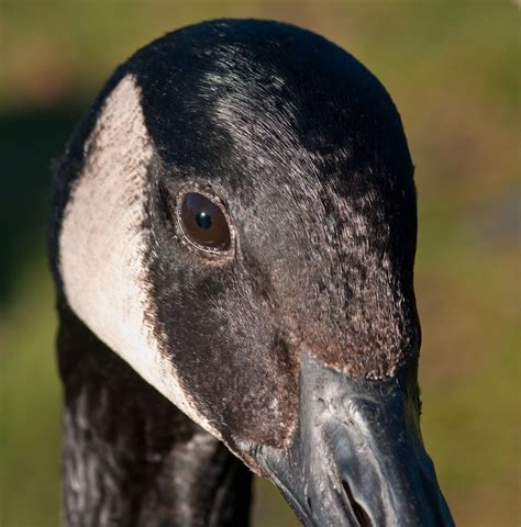 Free Images Wildlife Beak Fauna Close Up Swan Duck Eye