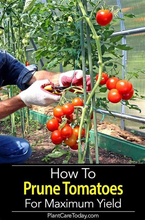 How To Prune Tomato Plants Pruning Tomato Plants Tomato Pruning