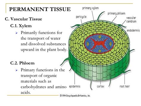 Xylem tissue transports water and dissolved. Plant and animal tissues