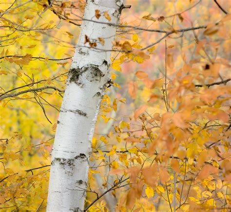 Birch Fall Trees Trees M E Sipe Photography Nature Inspired Imaging