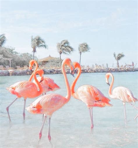 𝚎𝚍𝚒𝚝𝚎𝚍 𝚋𝚢 𝚊𝚗𝚊𝚜𝚘𝚏𝚒𝚊𝟸𝟸𝟻𝟶 𝚗𝚘𝚝 𝚖𝚢 𝚙𝚒𝚌 𝚍𝚖 𝚏𝚘𝚛 𝚌𝚛𝚎𝚍𝚒𝚝 𝚘𝚛 𝚛𝚎𝚖 Flamingo