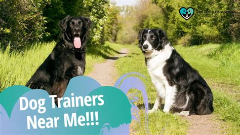 How To Choose The Best Among The Dog Trainers Near Me The Furry Companion