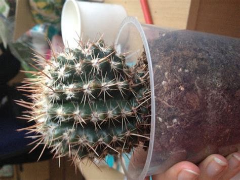 I keep it with my other plants in the living. What is wrong with my cactus? Shrinking?