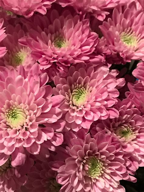Chrysanthemums Flower Pictures Beautiful Flowers Flowers Photography