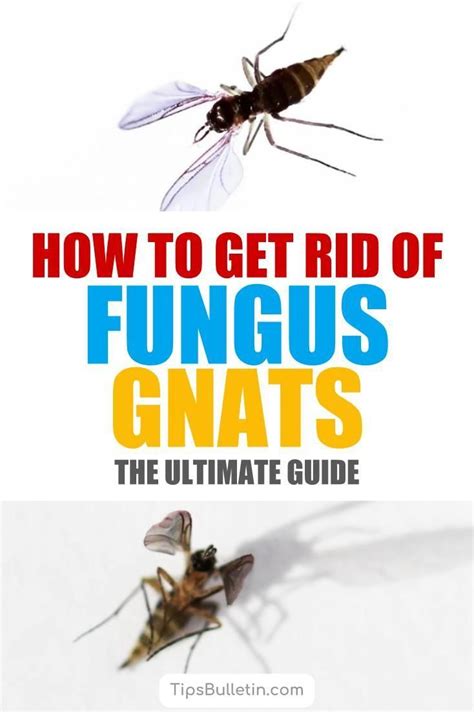 13 Creative Ways To Get Rid Of Fungus Gnats Garden Pest Control