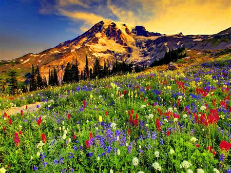 Wildflowers Blooming In The Foreground With A Mountain In The